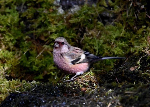 ベニマシコ♂4235