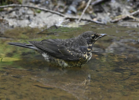 クロツグミ♂幼鳥0639