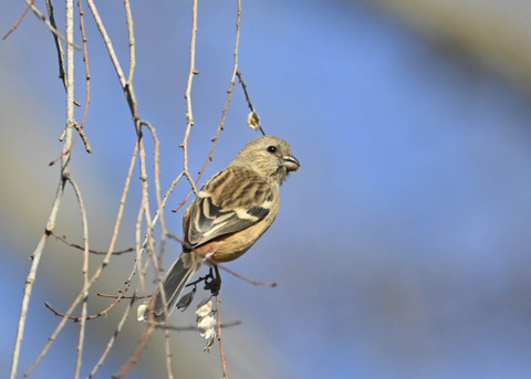 ベニマシコ♀5590