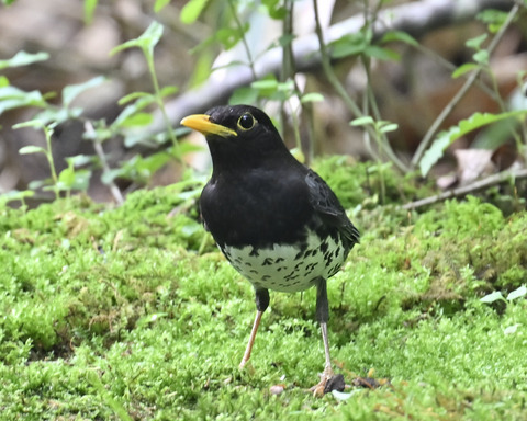 クロツグミ♂5876