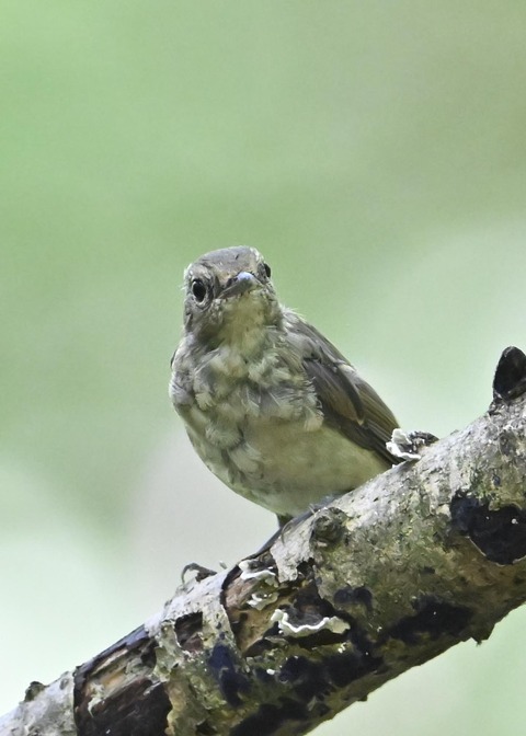キビタキ幼鳥4989