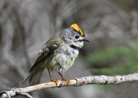 キクイタダキ♂2205