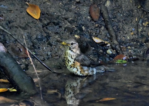 クロツグミ♀1528