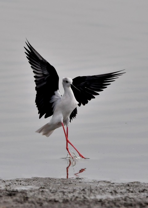 セイタカシギ♂7835