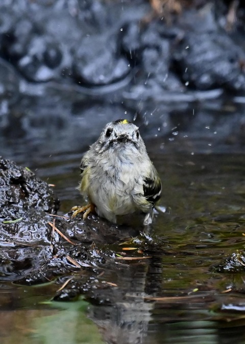 キクイタダキ♀1073