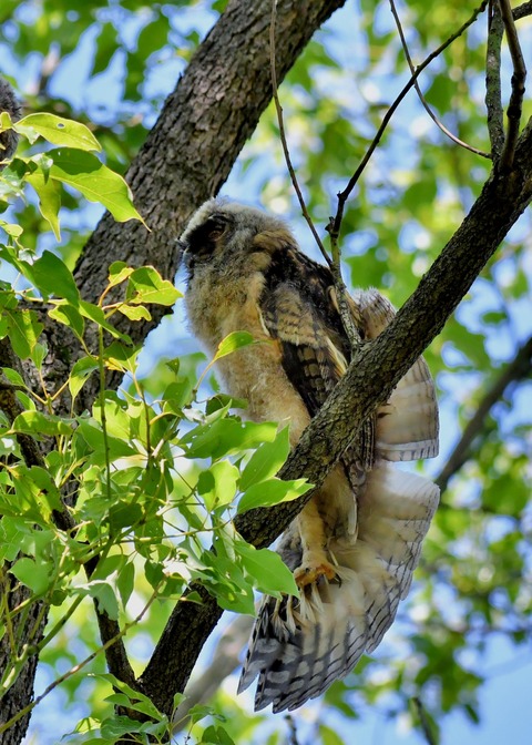 トラフズクのヒナ5959