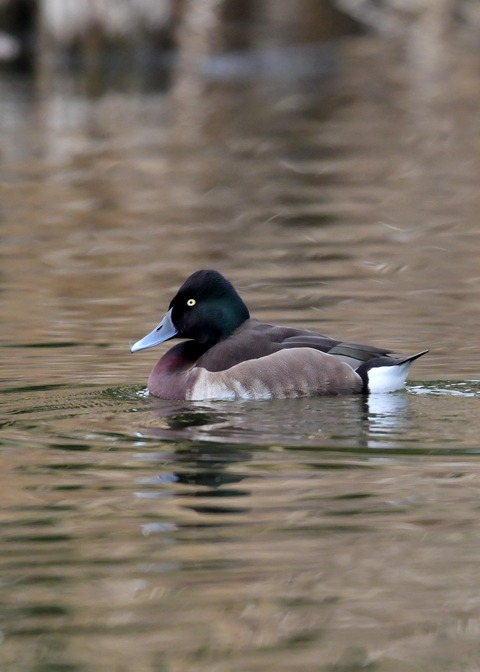 アカハジロ♂8700