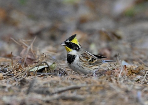 ヤマホオジロ♂6029