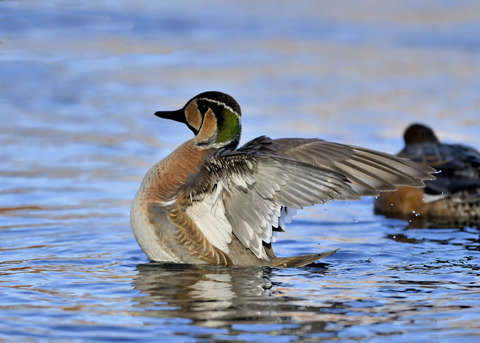 トモエガモ♂1969
