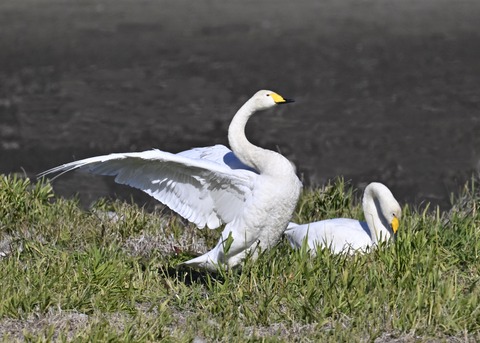 オオハクチョウ5296