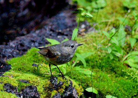 ルリビタキ♀3275