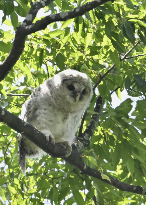 フクロウのヒナ5695