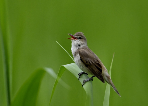 オオヨシキリ4267