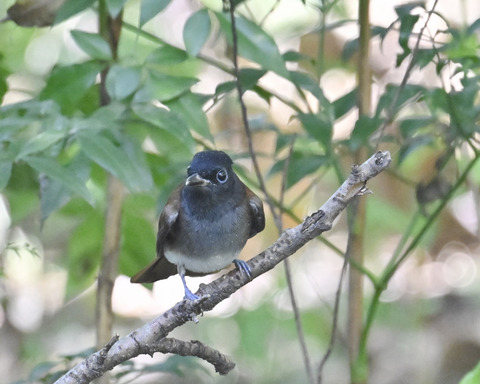 さんこうちょう7980
