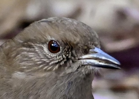 カヤクグリ2501(3858)