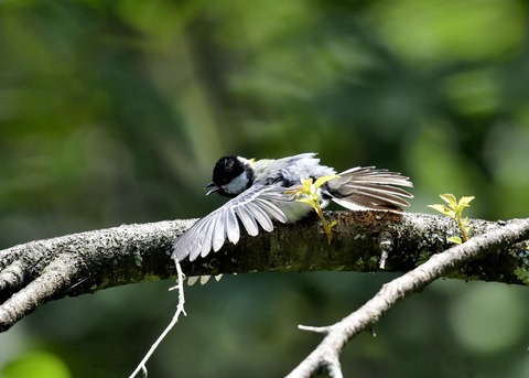 シジュウカラ0867