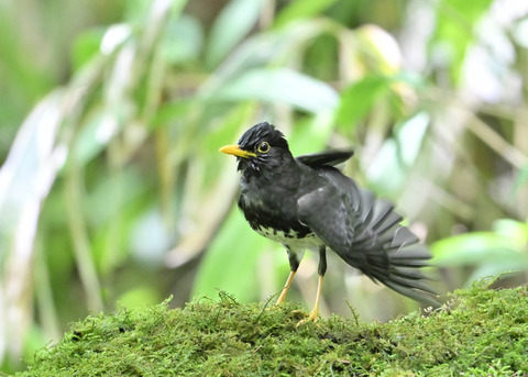 クロツグミ♂0292