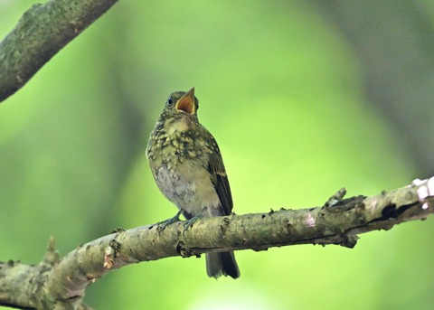 オオルリ♀幼鳥1431-01