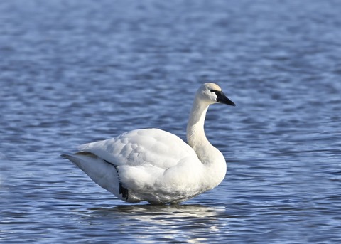 アメリカコハクチョウ8743