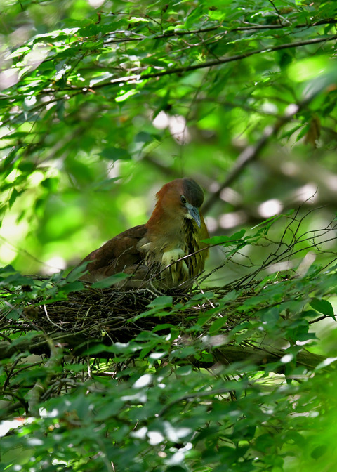 ミゾゴイ♀5728
