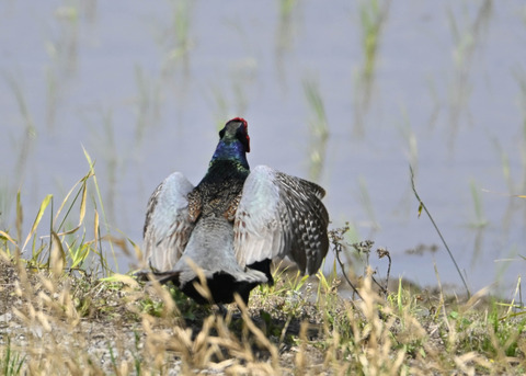 キジ♂6598