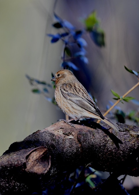 オオマシコ若鳥8873