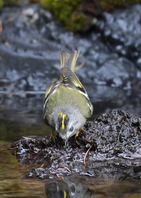 キクイタダキ♀1028