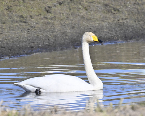 オオハクチョウ3210