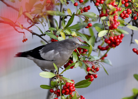 カラムクドリ1292