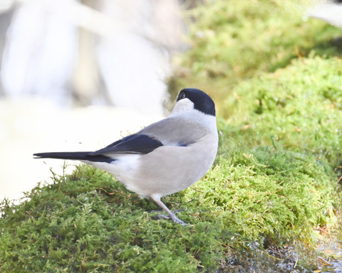 ウソ♀0531