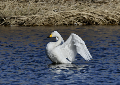 オオハクチョウ8622