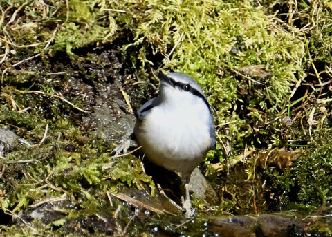 ゴジュウカラ7618