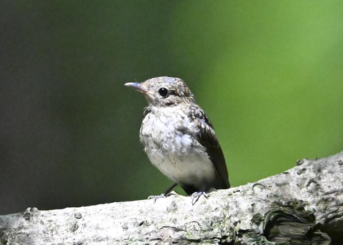 キビタキ幼鳥4498