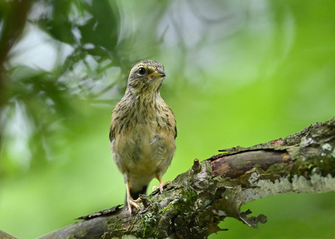 ホオジロ幼鳥3221