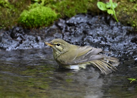 メボソムシクイ0365