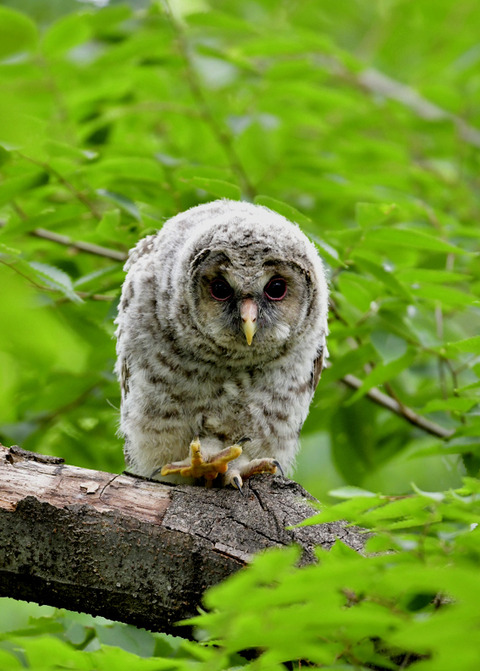 フクロウのヒナ0754