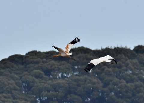 飛ぶ・ソデグロヅル8003