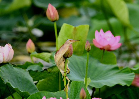 ヨシゴイ(蓮花)2010