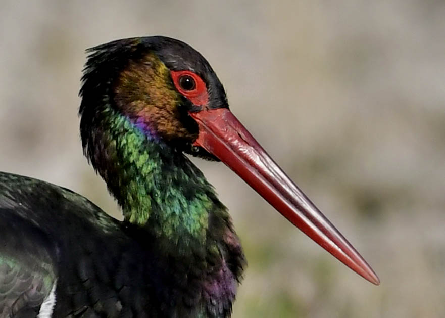 野口洪志の野鳥日記