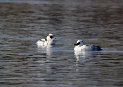 ミコアイサ♂8639