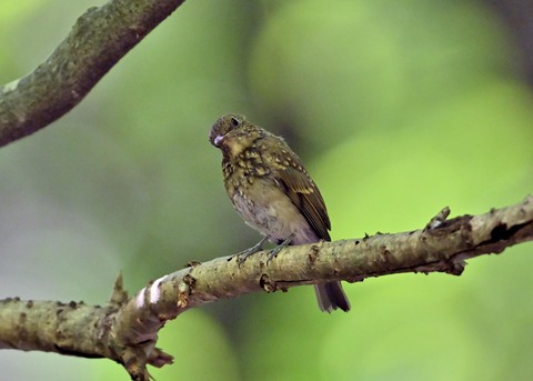 オオルリ♀幼鳥1247