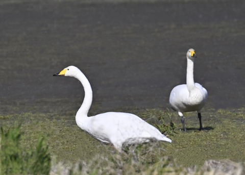 オオハクチョウ8233