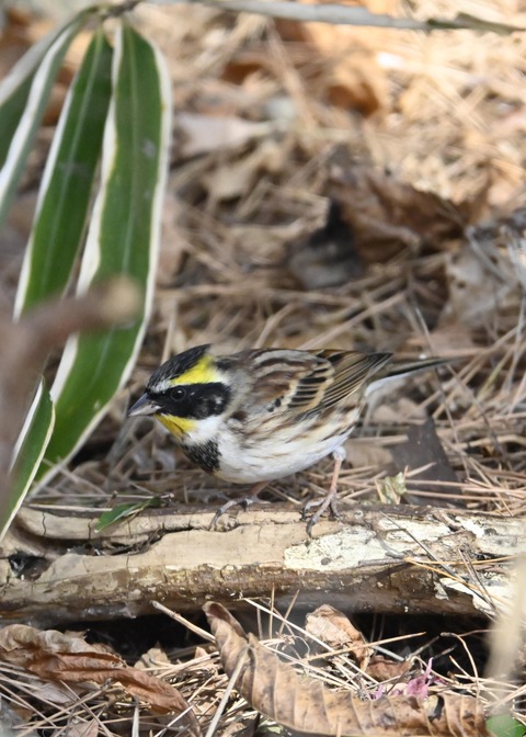 ヤマホオジロ♂4860