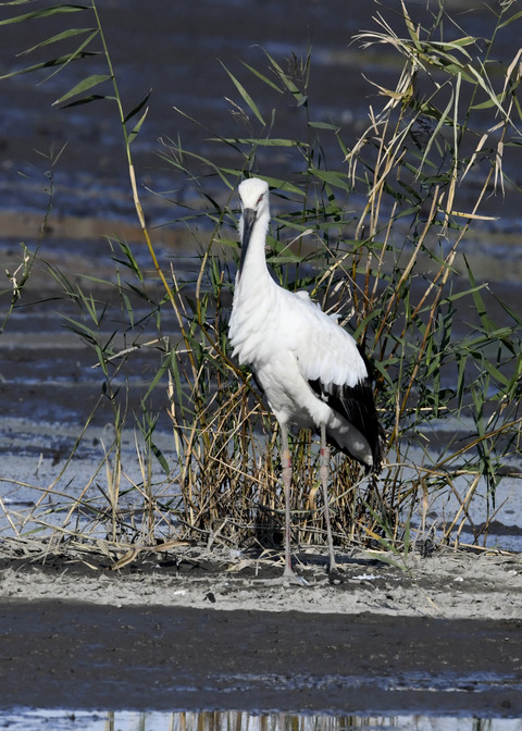 コウノトリ(J0189)6358