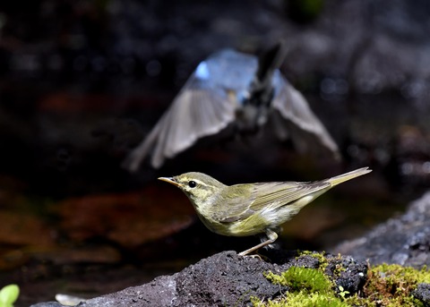 メボソムシクイ8152