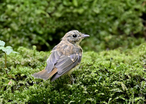 オオルリ♀幼鳥3739
