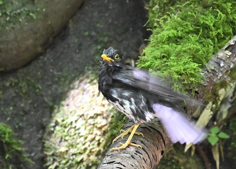 クロツグミ♂4418