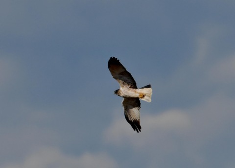 チュウヒ大陸型6369