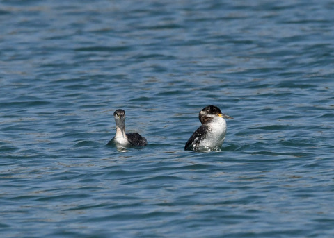 アカエリカイツブ7070
