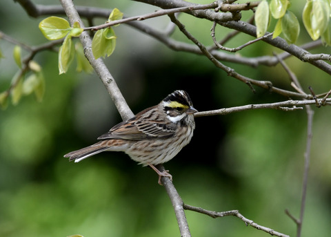 キマユホオジロ♀0779
